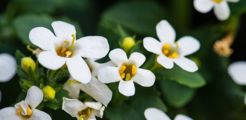 Bacopa - Medicinal Plants to Boost Motivation, Energy and Focus - Gurvi Movement
