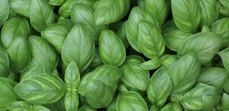 Basil - Adaptogenic Herbs for Focus and Energy Boosting - Gurvi Movement