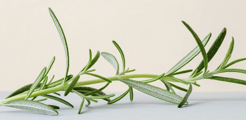 Rosemary - Adaptogens - Focus and Energy Boosting Medicinal Herbs  - Gurvi Movement